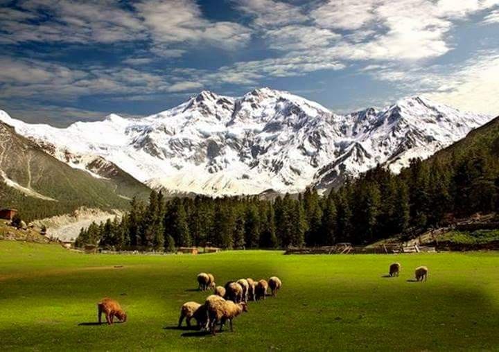 Fairy Meadows