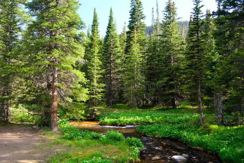 Pine Forest